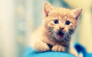 Preview wallpaper kitten, open mouth, face, kid, beautiful