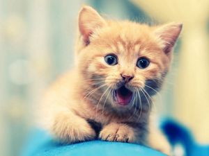 Preview wallpaper kitten, open mouth, face, kid, beautiful