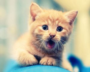 Preview wallpaper kitten, open mouth, face, kid, beautiful