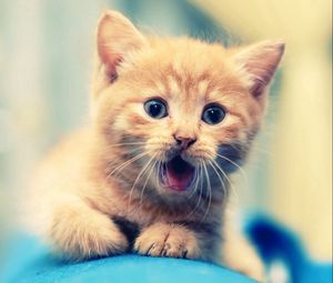 Preview wallpaper kitten, open mouth, face, kid, beautiful