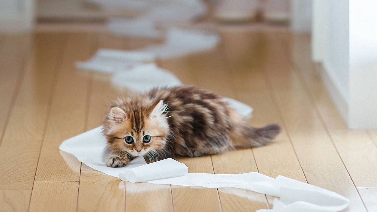 Wallpaper kitten, paper, parquet, lie