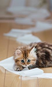 Preview wallpaper kitten, paper, parquet, lie