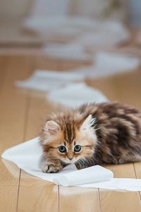 Preview wallpaper kitten, paper, parquet, lie