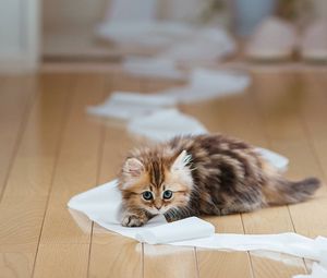 Preview wallpaper kitten, paper, parquet, lie