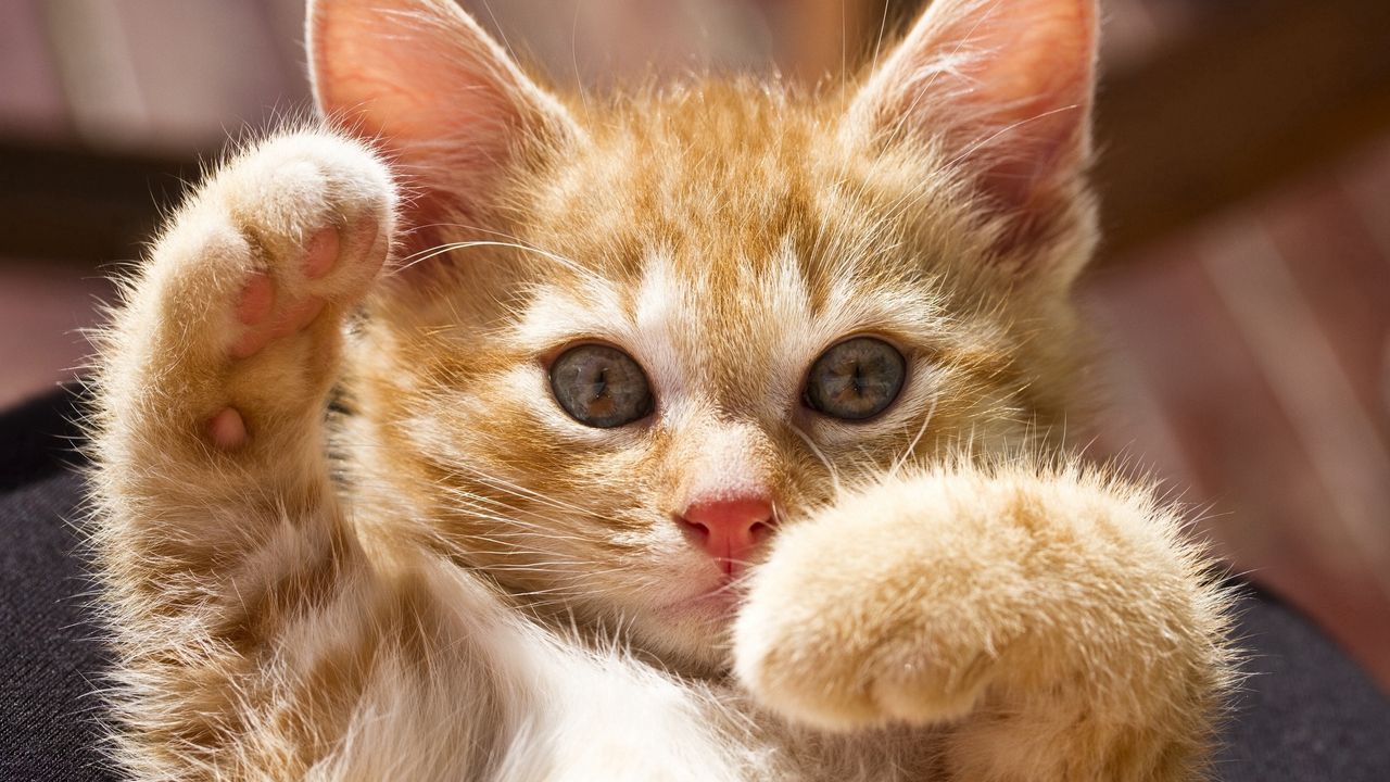 Wallpaper kitten, paws, bright, playful