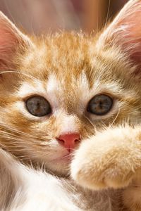 Preview wallpaper kitten, paws, bright, playful
