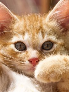 Preview wallpaper kitten, paws, bright, playful