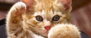 Preview wallpaper kitten, paws, bright, playful