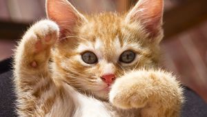 Preview wallpaper kitten, paws, bright, playful