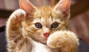 Preview wallpaper kitten, paws, bright, playful