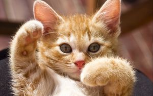 Preview wallpaper kitten, paws, bright, playful