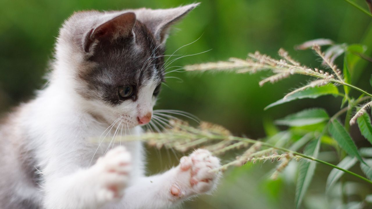 Wallpaper kitten, paws, funny, grass