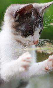 Preview wallpaper kitten, paws, funny, grass