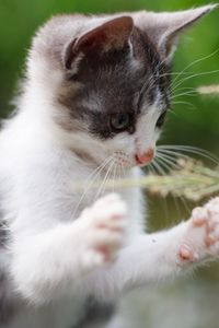 Preview wallpaper kitten, paws, funny, grass