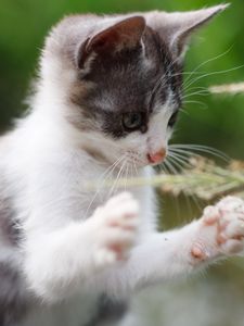 Preview wallpaper kitten, paws, funny, grass