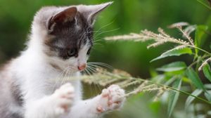 Preview wallpaper kitten, paws, funny, grass