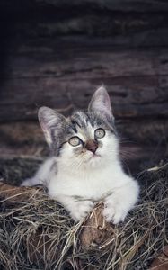 Preview wallpaper kitten, pet, cat, hay