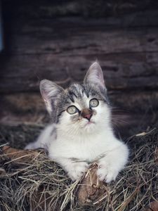 Preview wallpaper kitten, pet, cat, hay