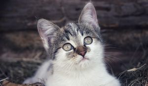 Preview wallpaper kitten, pet, cat, hay