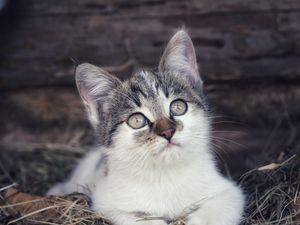 Preview wallpaper kitten, pet, cat, hay