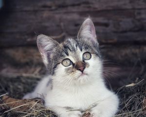 Preview wallpaper kitten, pet, cat, hay