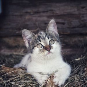Preview wallpaper kitten, pet, cat, hay