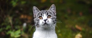 Preview wallpaper kitten, pet, cute, glance