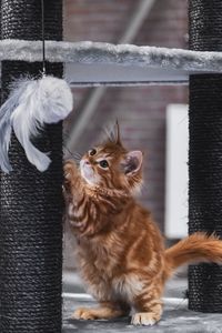 Preview wallpaper kitten, pet, cute, fluffy