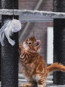 Preview wallpaper kitten, pet, cute, fluffy