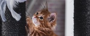 Preview wallpaper kitten, pet, cute, fluffy