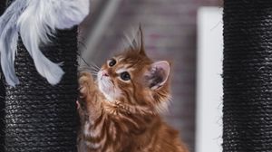 Preview wallpaper kitten, pet, cute, fluffy
