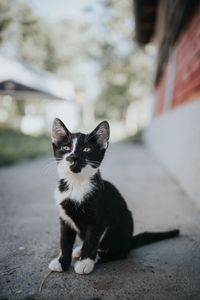 Preview wallpaper kitten, pet, glance, cute