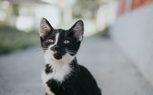 Preview wallpaper kitten, pet, glance, cute