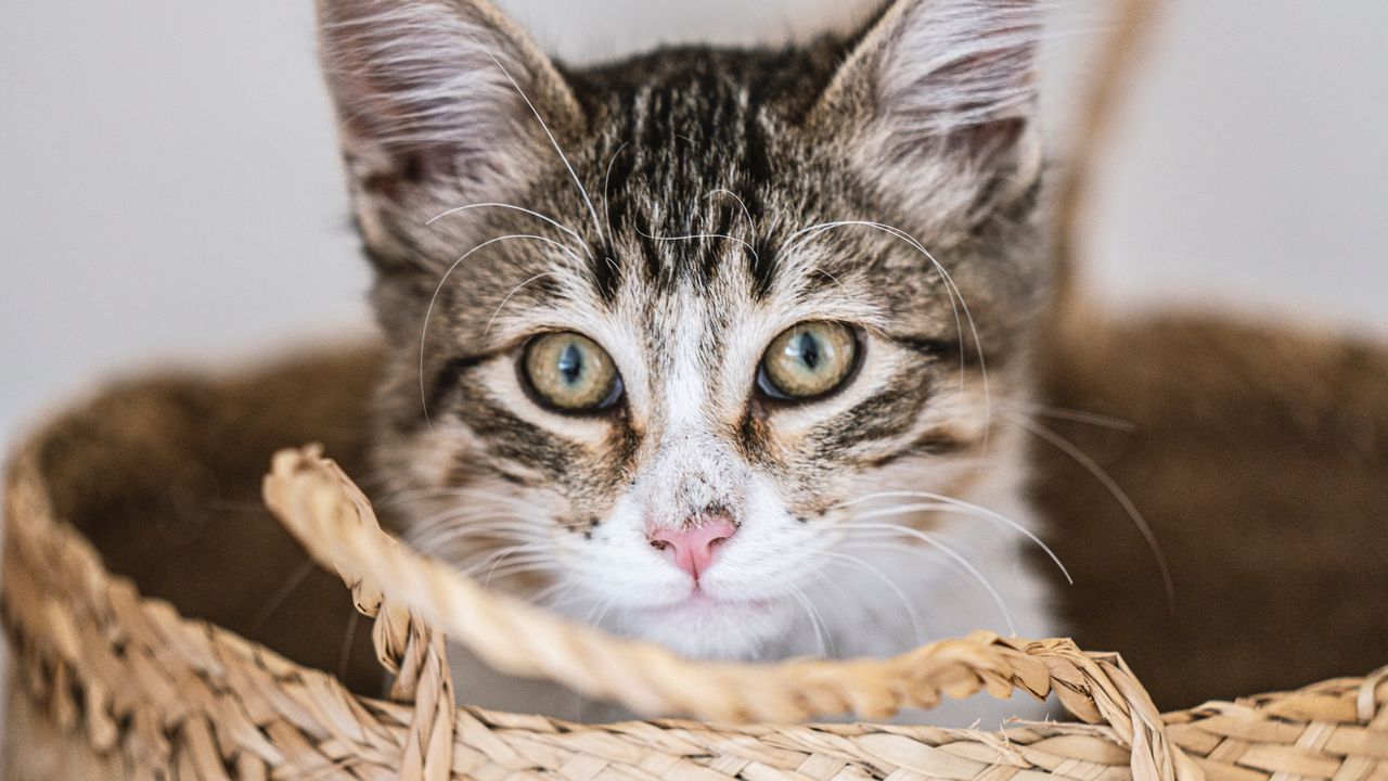 Wallpaper kitten, pet, glance, basket