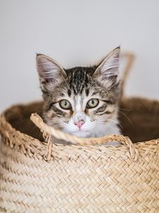 Preview wallpaper kitten, pet, glance, basket