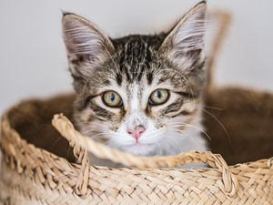 Preview wallpaper kitten, pet, glance, basket