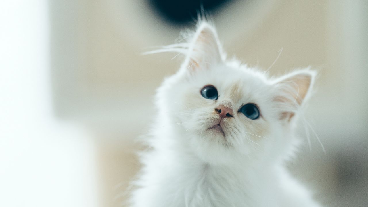 Wallpaper kitten, pet, glance, white, cute, fluffy
