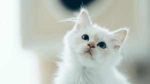 Preview wallpaper kitten, pet, glance, white, cute, fluffy