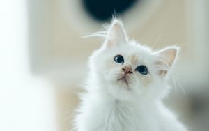 Preview wallpaper kitten, pet, glance, white, cute, fluffy