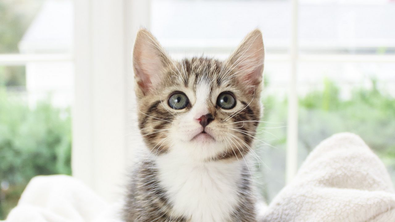 Wallpaper kitten, pet, glance, cute, fluffy