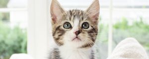 Preview wallpaper kitten, pet, glance, cute, fluffy
