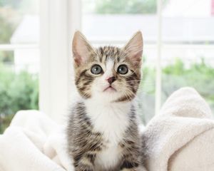 Preview wallpaper kitten, pet, glance, cute, fluffy
