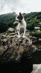 Preview wallpaper kitten, pet, rocks, mountains, sky
