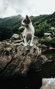 Preview wallpaper kitten, pet, rocks, mountains, sky