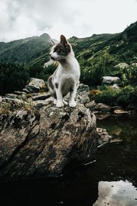 Preview wallpaper kitten, pet, rocks, mountains, sky