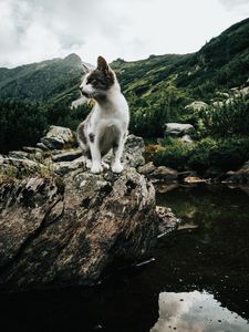 Preview wallpaper kitten, pet, rocks, mountains, sky