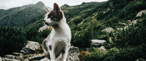 Preview wallpaper kitten, pet, rocks, mountains, sky
