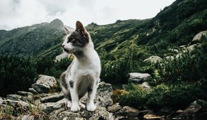 Preview wallpaper kitten, pet, rocks, mountains, sky