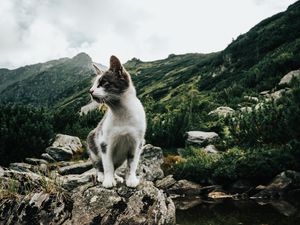 Preview wallpaper kitten, pet, rocks, mountains, sky