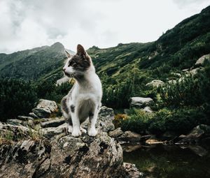 Preview wallpaper kitten, pet, rocks, mountains, sky